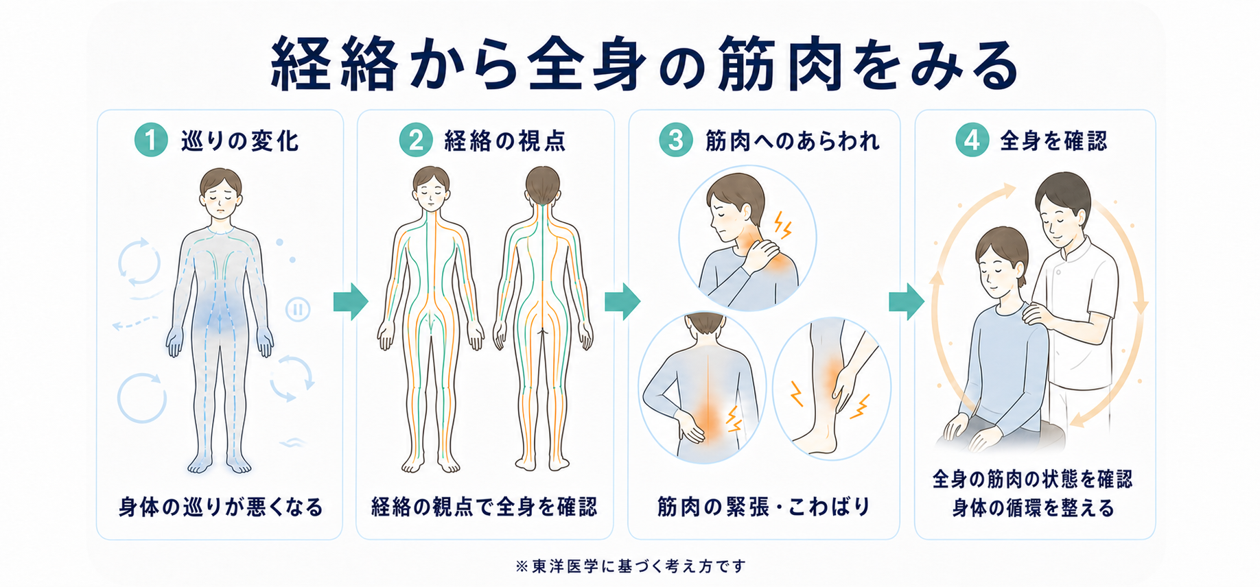 経絡から全身の筋肉をみる図解。身体の巡りの変化を経絡の視点で確認し、筋肉の緊張やこわばりをみて全身の循環を整えるという流れ